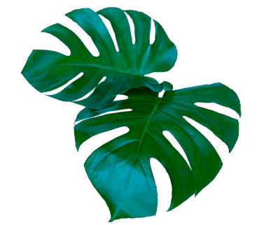 dasna forest villas theme